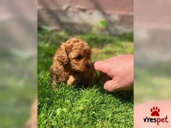 Ράτσα: Γκόλντεν Ριτρίβερ - Golden Retriever | Ηλικία: 2,5 μηνών | Φύλο: Αρσενικό | Αρ. Microchip: 50925671094 | Ιδιώτης | Εκπαιδευμένο | Περιοχή: Αττική